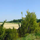 Haie champêtre
