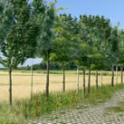 Allée d’arbres