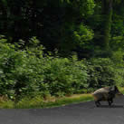 Faune